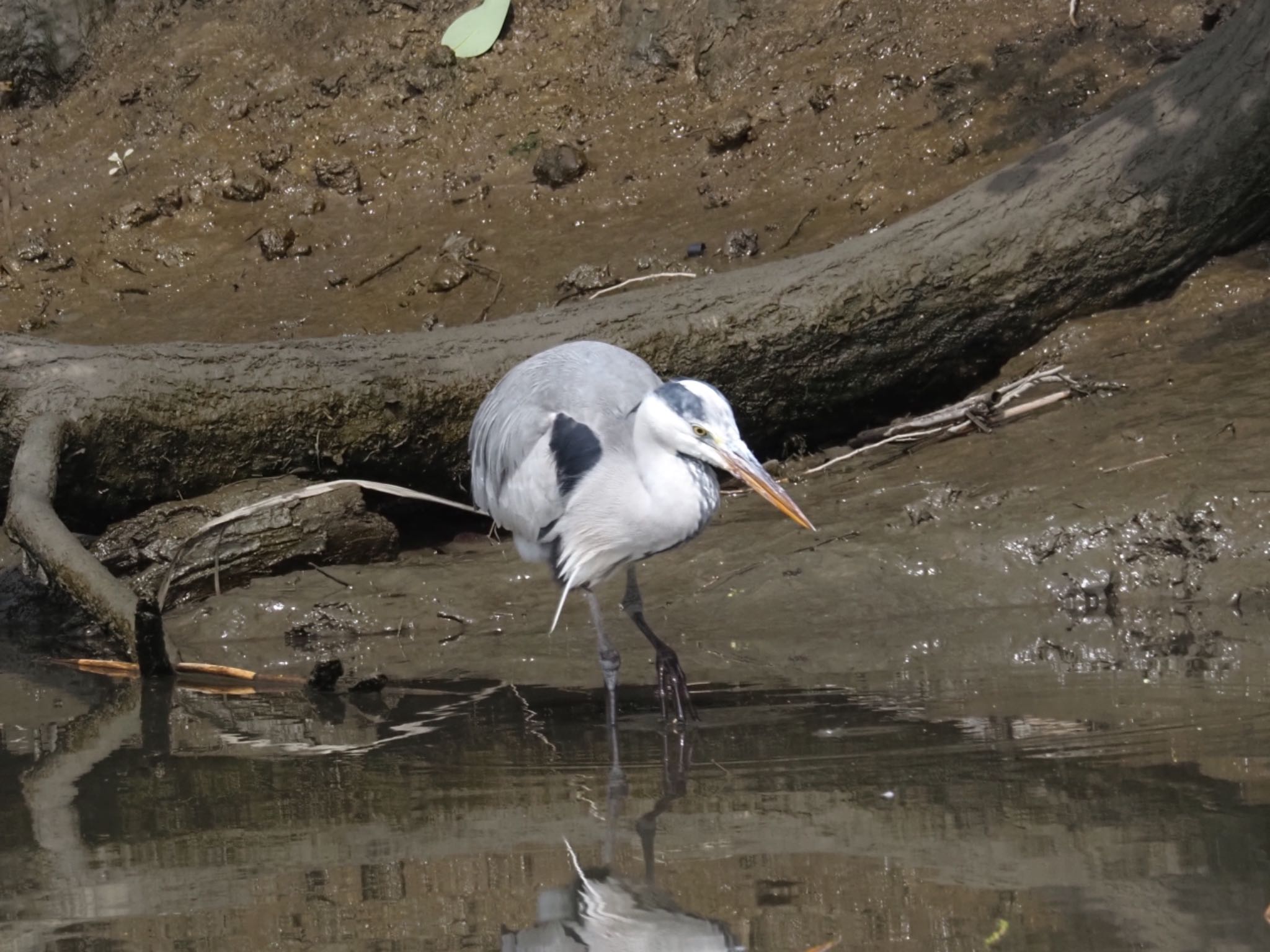 Grey Heron