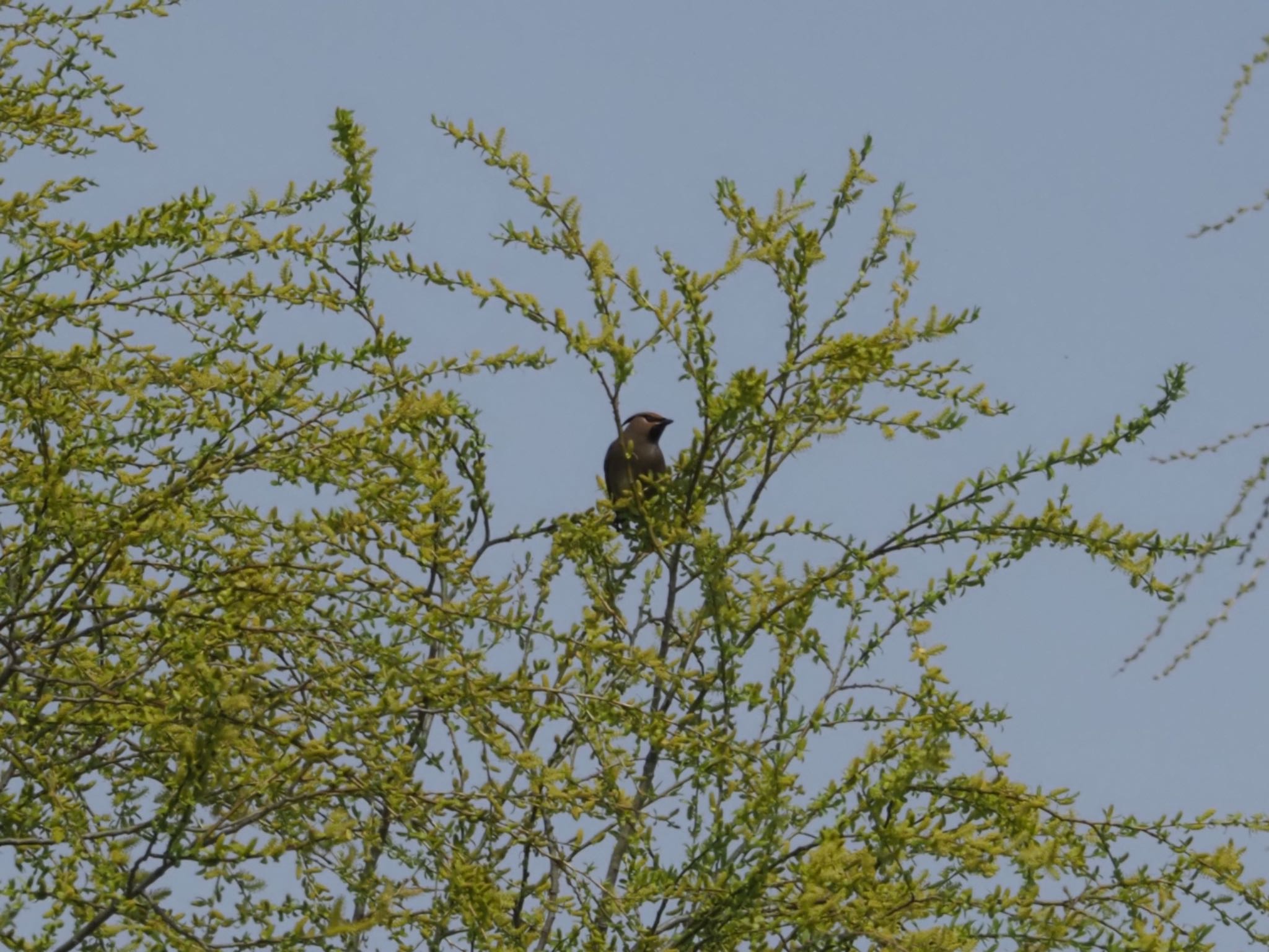 Bohemian Waxwing