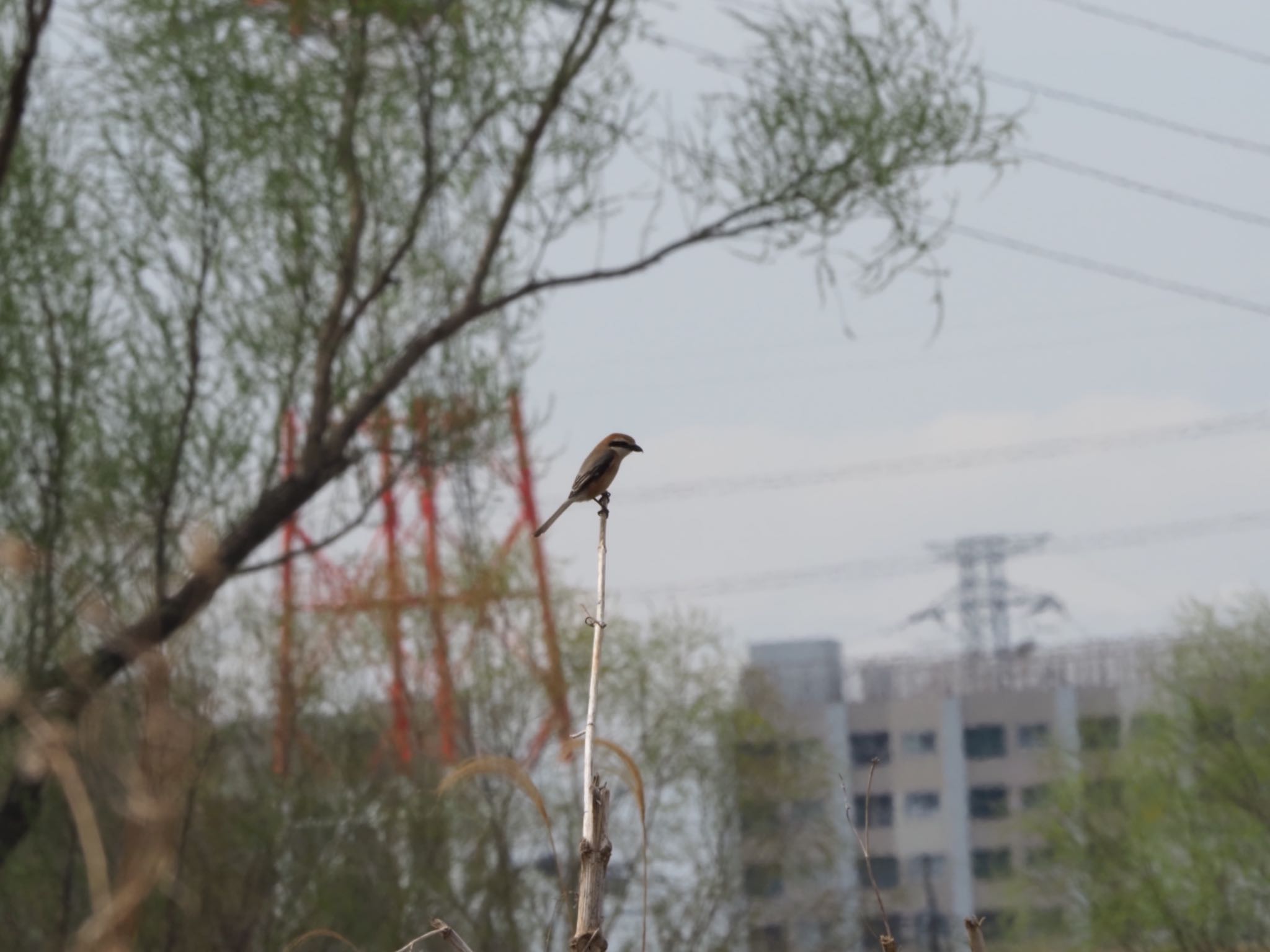 Photo of Bull-headed Shrike at 荒川生物生態園(東京都板橋区) by メメタァ