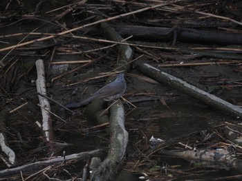 Brown-eared Bulbul 荒川生物生態園(東京都板橋区) Sat, 3/6/2021