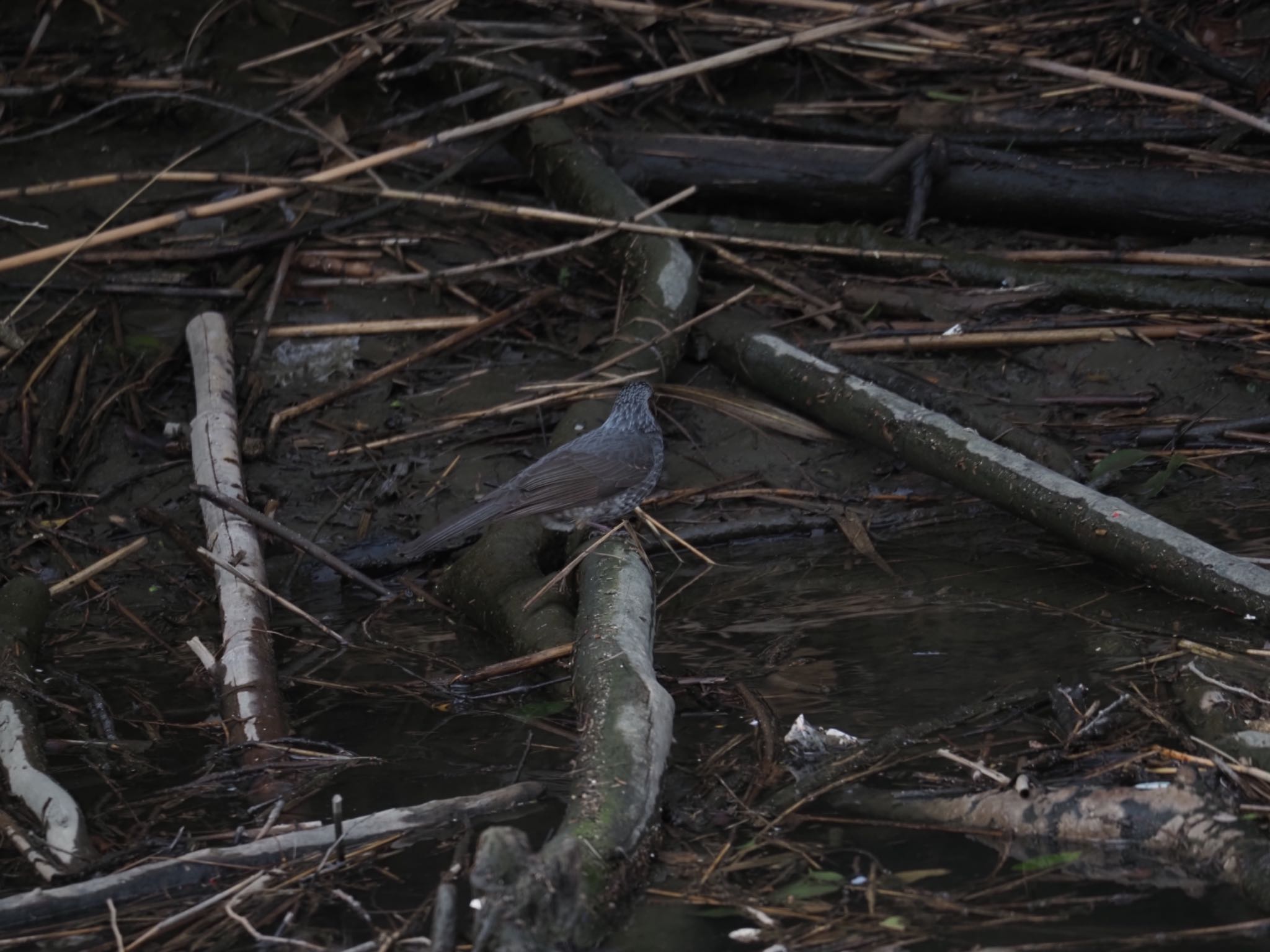 Photo of Brown-eared Bulbul at 荒川生物生態園(東京都板橋区) by メメタァ