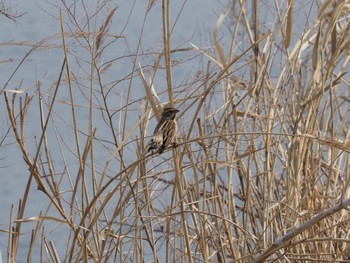 Meadow Bunting 荒川生物生態園(東京都板橋区) Sat, 3/6/2021