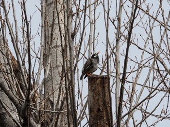 White-cheeked Starling 荒川生物生態園(東京都板橋区) Sat, 3/6/2021