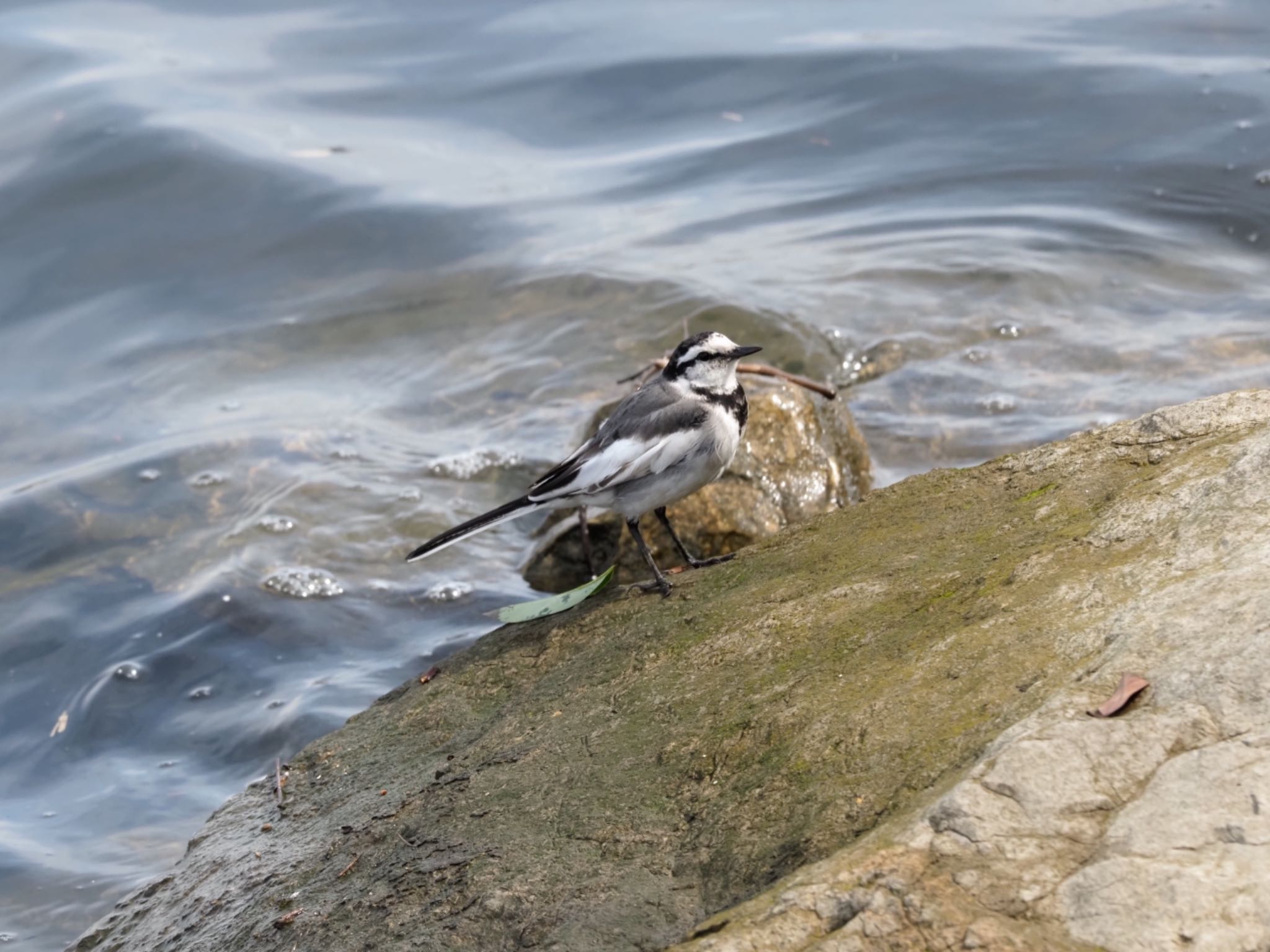 White Wagtail