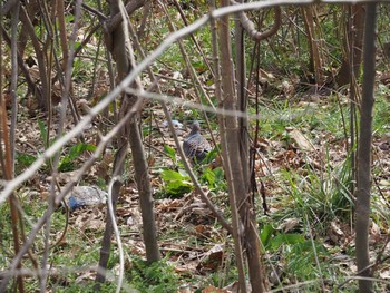 Oriental Turtle Dove 荒川生物生態園(東京都板橋区) Sat, 3/6/2021