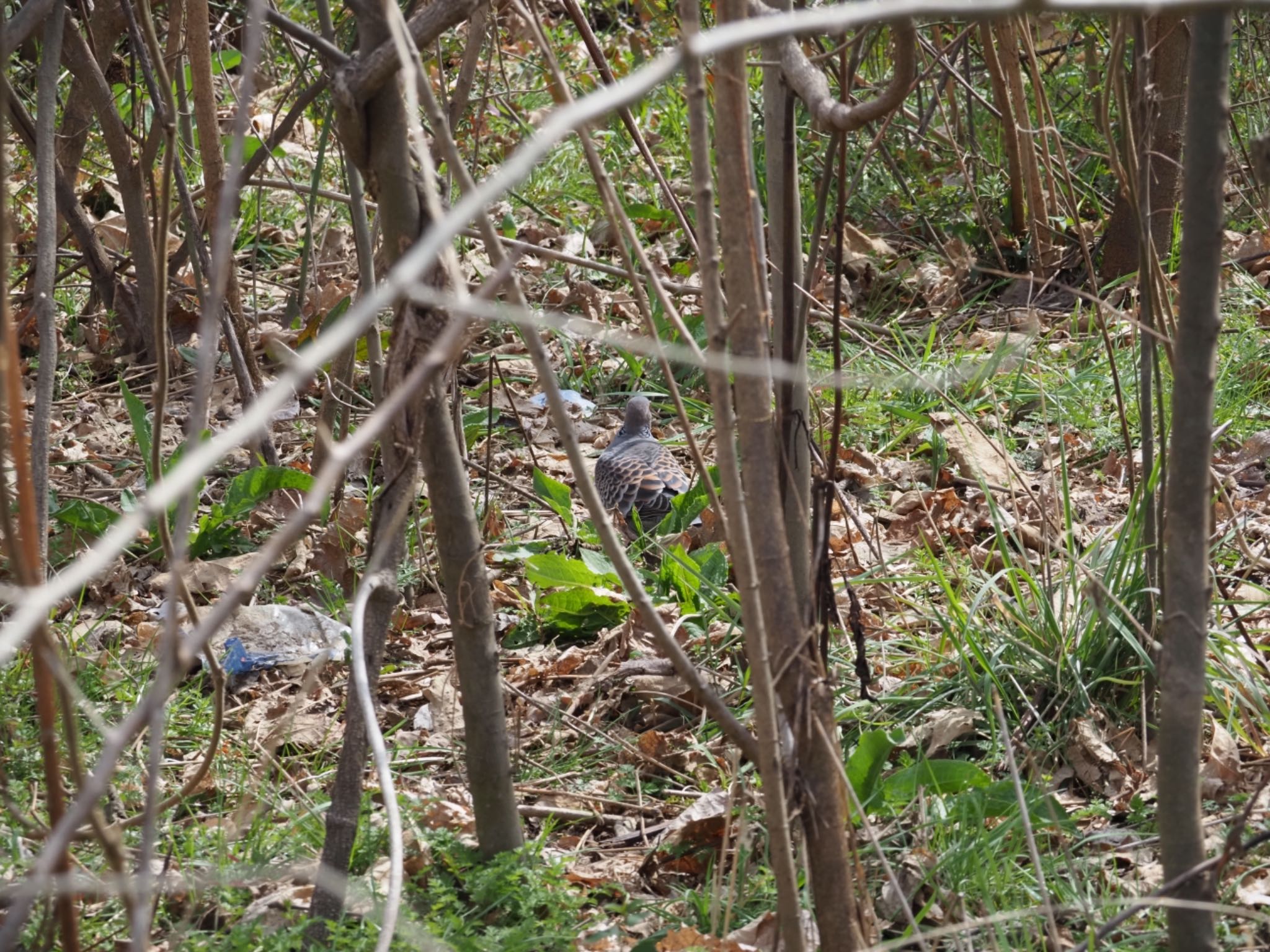 Oriental Turtle Dove