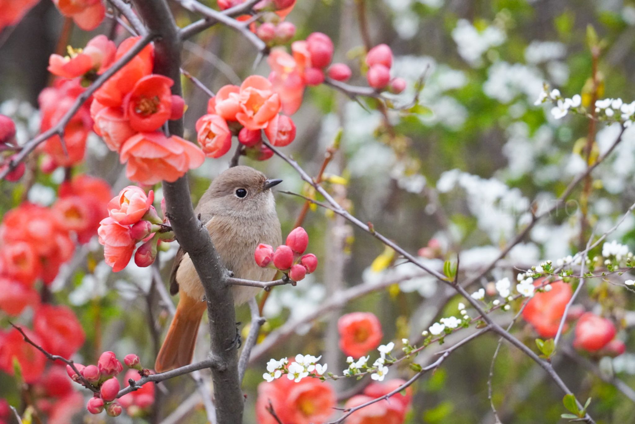 泉の森公園 ジョウビタキの写真 by KEI