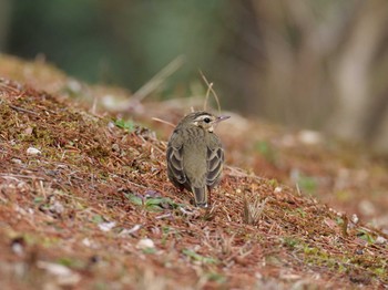 Olive-backed Pipit 日岡山公園 Sat, 3/6/2021