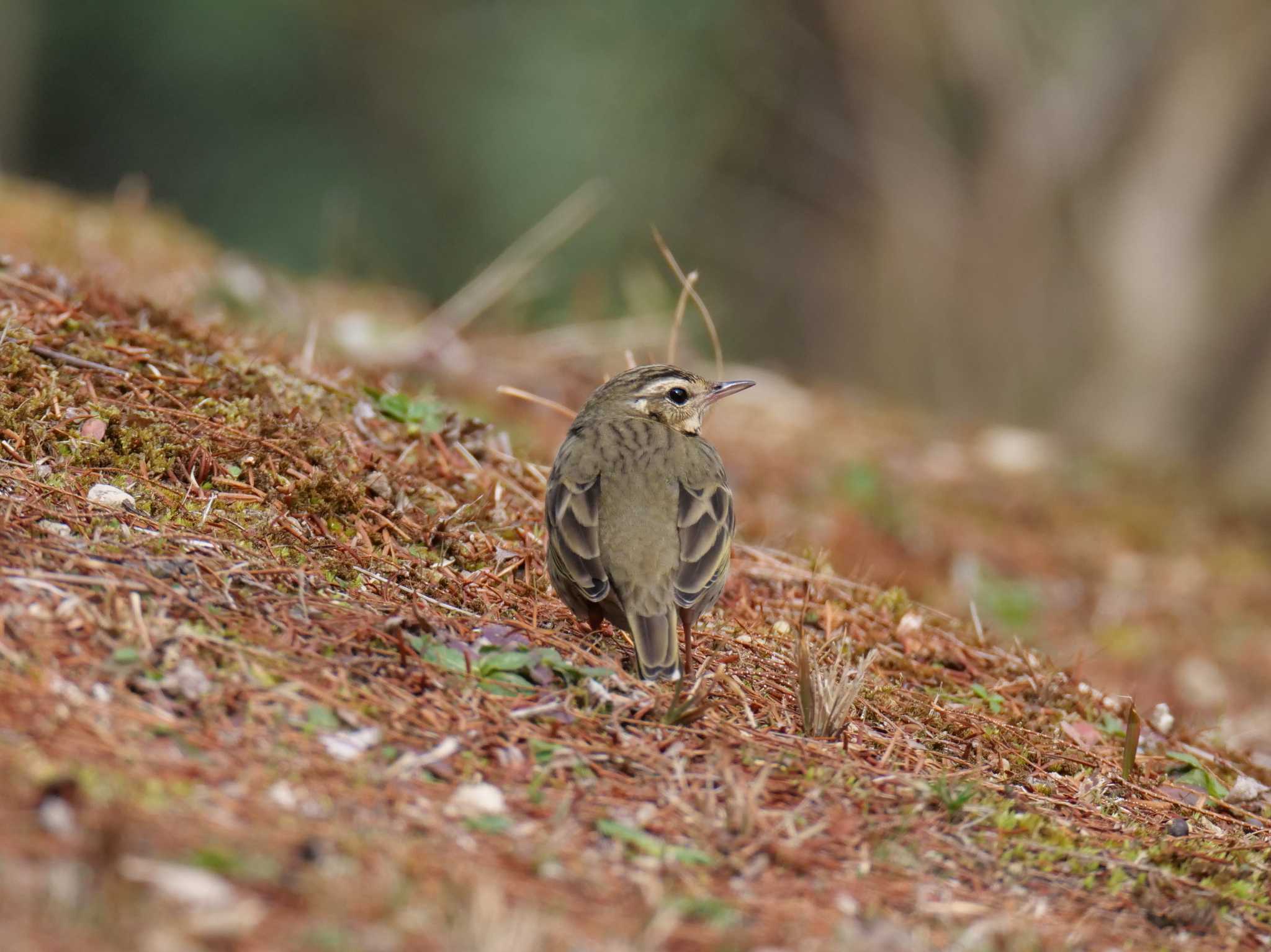 Photo of Olive-backed Pipit at 日岡山公園 by 禽好き