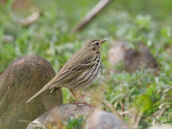 Olive-backed Pipit 日岡山公園 Sat, 3/6/2021
