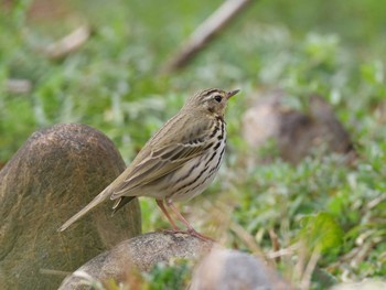 Sat, 3/6/2021 Birding report at 日岡山公園