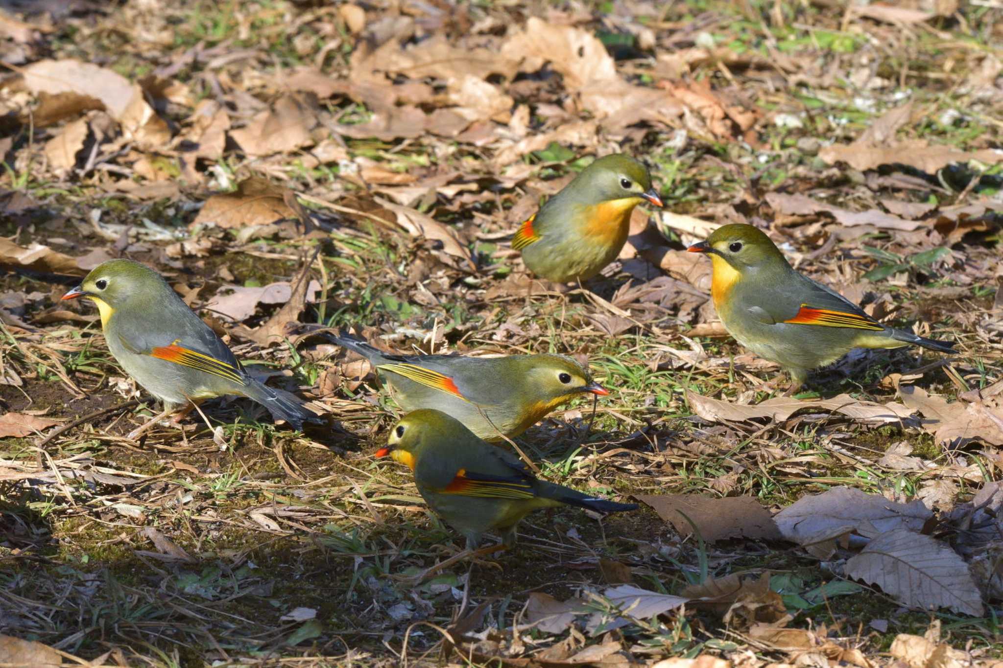 Photo of Red-billed Leiothrix at Tama Cemetery by ask