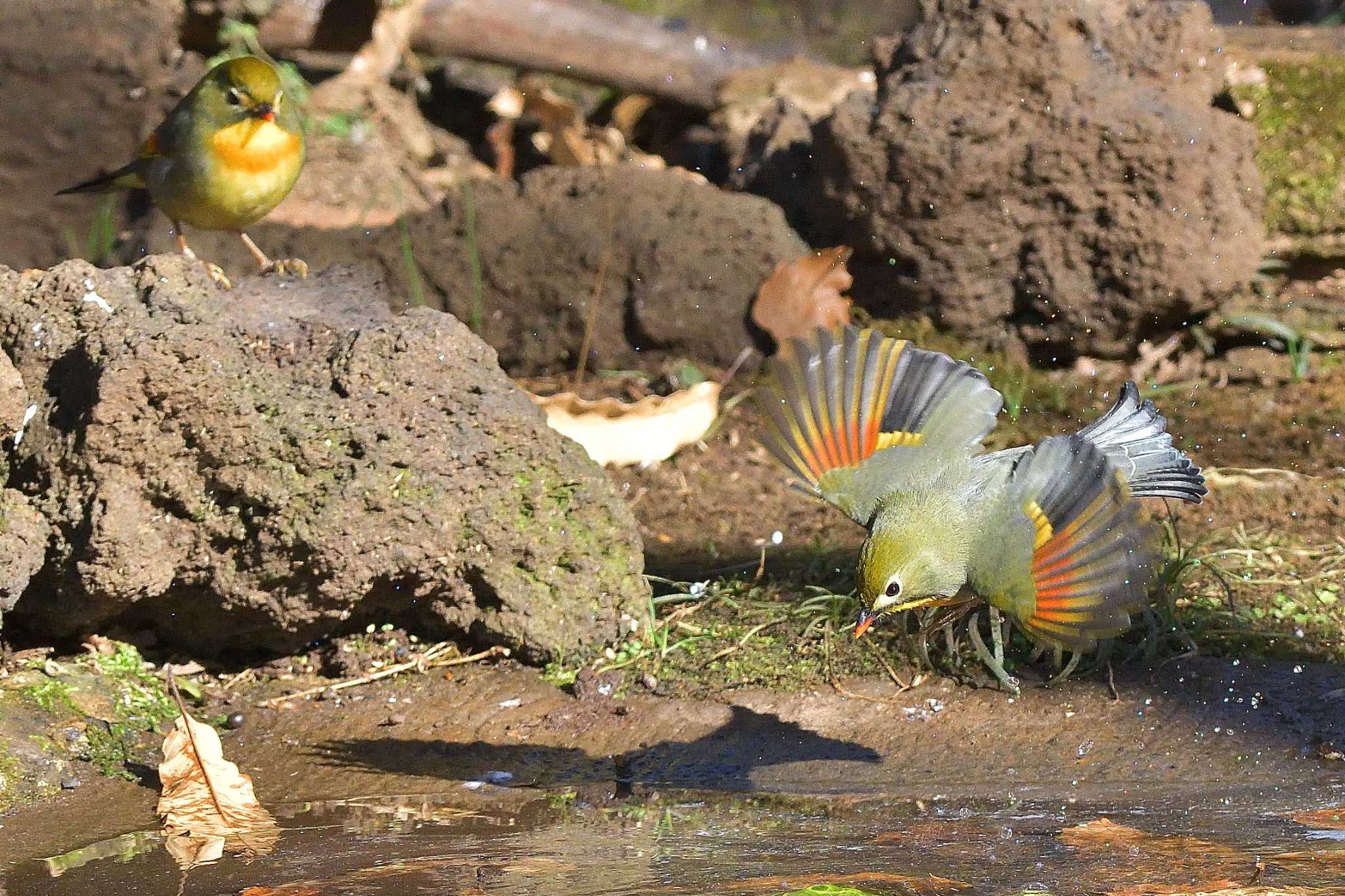 Photo of Red-billed Leiothrix at Tama Cemetery by ask