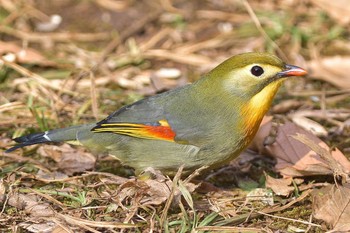 ソウシチョウ 多磨霊園 2017年1月17日(火)