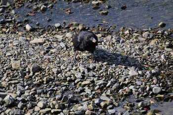 Large-billed Crow 京都府 Sun, 10/7/2012