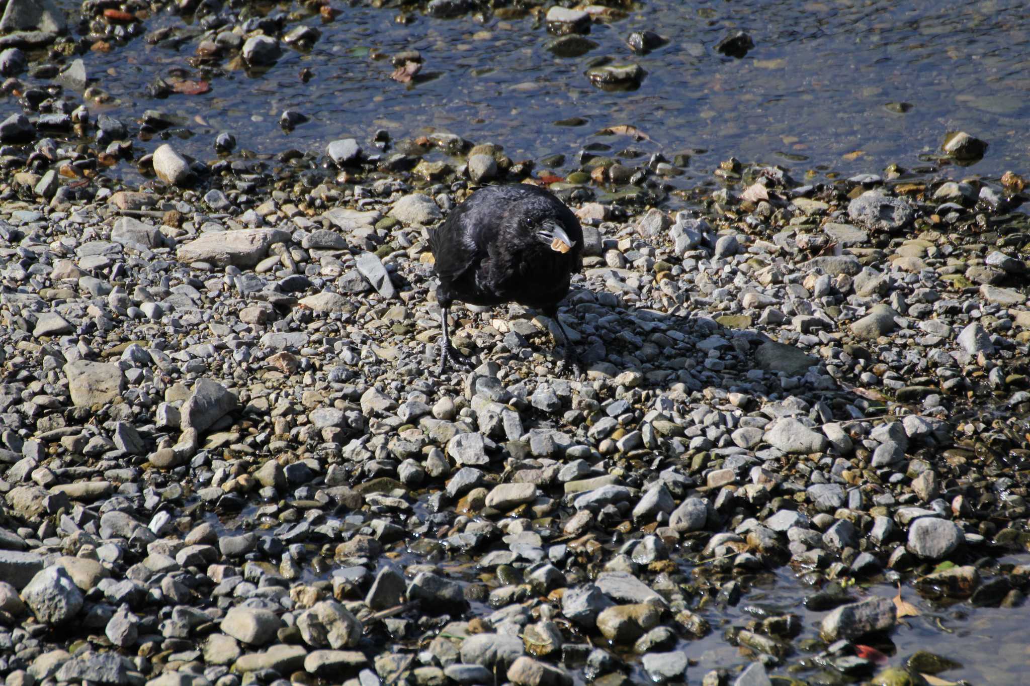 Photo of Large-billed Crow at 京都府 by アカウント695