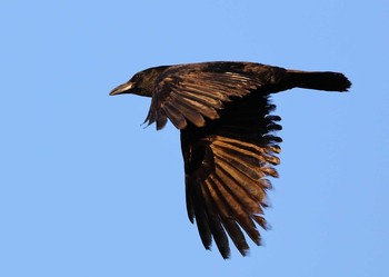 Carrion Crow 三重県 Mon, 12/19/2016