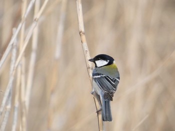 2021年3月4日(木) 芝川第一調節池(芝川貯水池)の野鳥観察記録