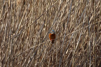 Common Kingfisher 横浜市 Sat, 3/6/2021