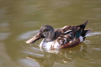 Northern Shoveler 横浜市 Sat, 3/6/2021