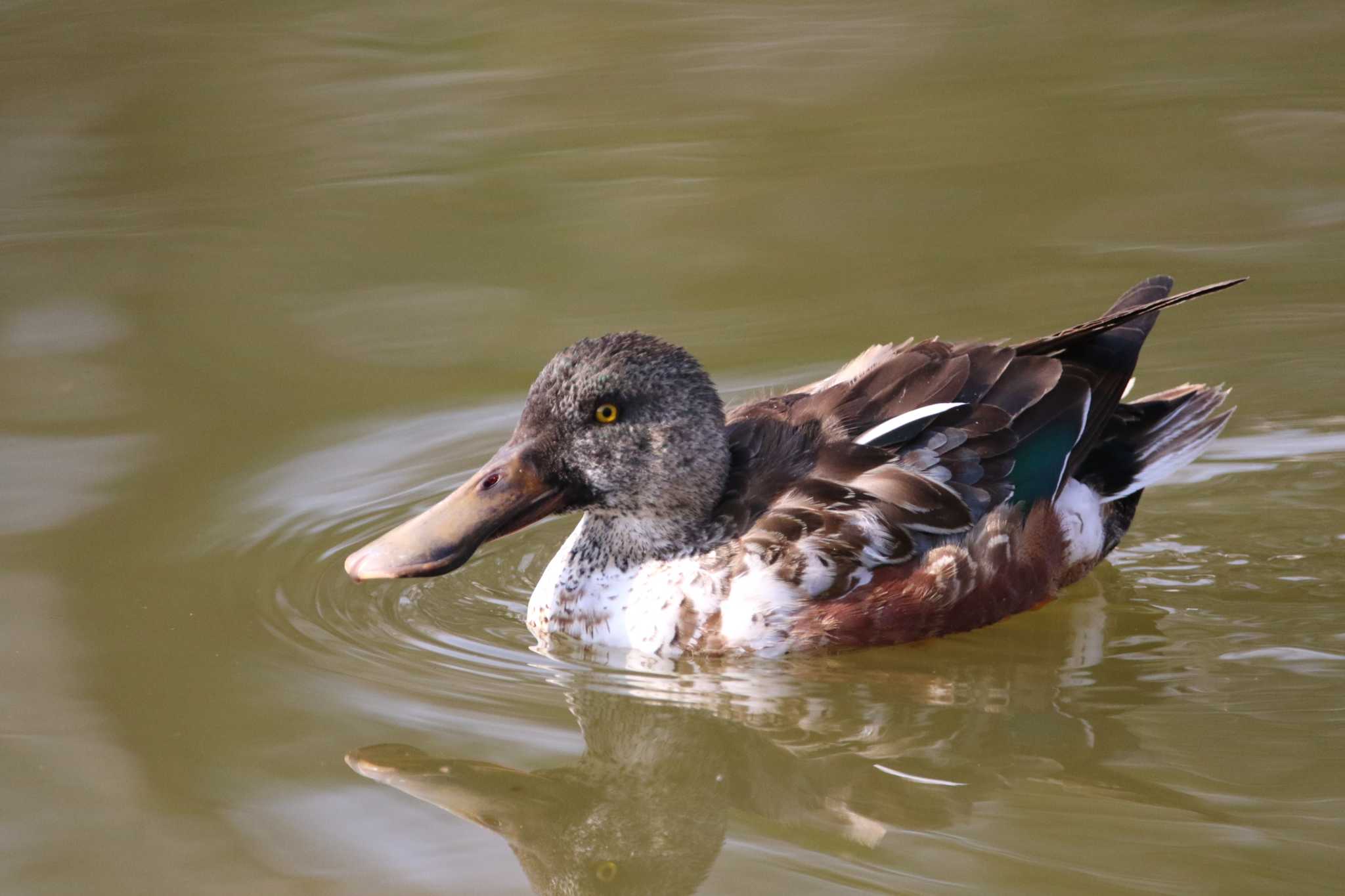 Photo of Northern Shoveler at 横浜市 by reat