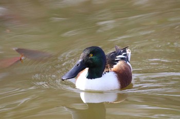 Northern Shoveler 横浜市 Sat, 3/6/2021