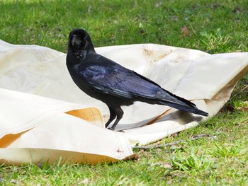 2021年3月6日(土) 都立浮間公園の野鳥観察記録