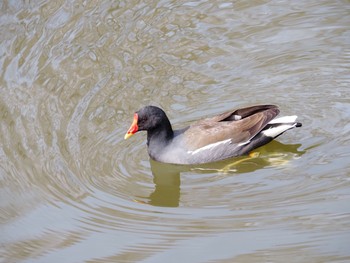 バン 都立浮間公園 2021年3月6日(土)