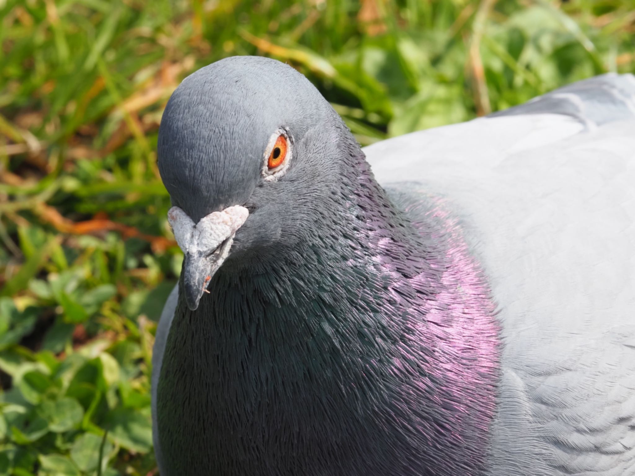 Photo of Rock Dove at Ukima Park by メメタァ