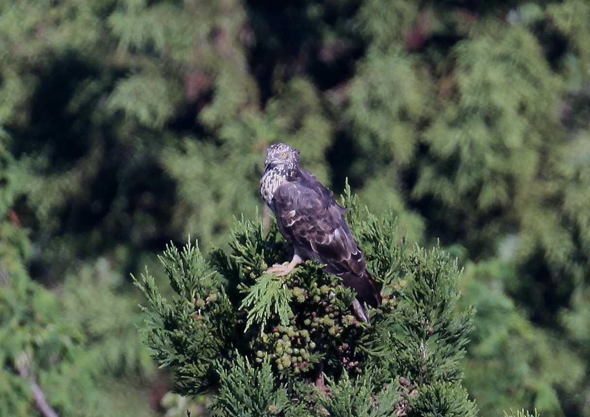 Photo of Crested Honey Buzzard at 滋賀県 by アカウント695
