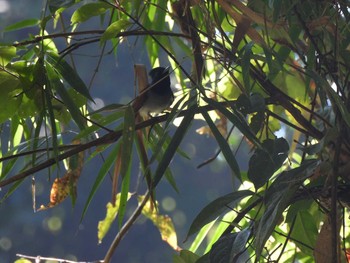 Amur Paradise Flycatcher Khao Sok National Park 2021年2月26日(金)