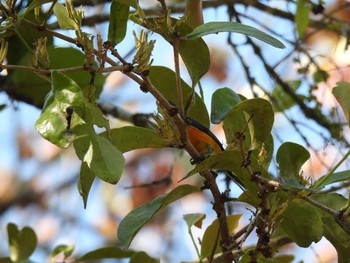 Orange-bellied Flowerpecker Khao Sok National Park Fri, 2/26/2021