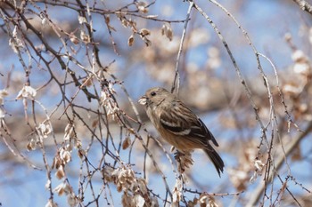 2021年2月28日(日) 渡良瀬遊水地の野鳥観察記録