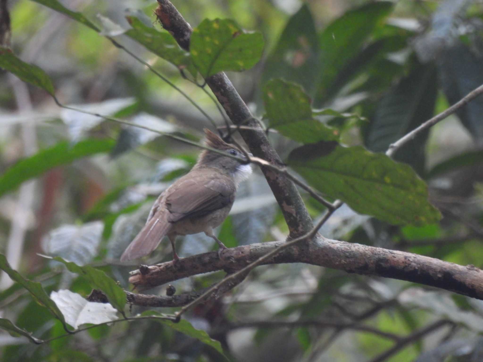 Photo of Ochraceous Bulbul at Khao Sok National Park by span265