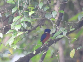 Blue-eared Kingfisher Khao Sok National Park Sun, 2/28/2021