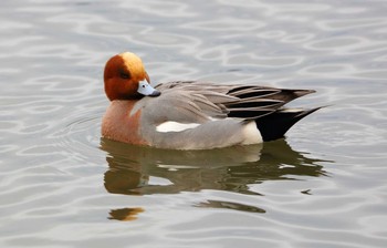 ヒドリガモ 滋賀県 2016年12月5日(月)