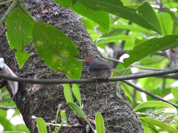 Ashy Tailorbird Mangrove Forest Park, Phang Nga Mon, 3/1/2021