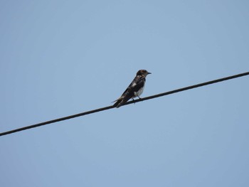 Grey-throated Martin