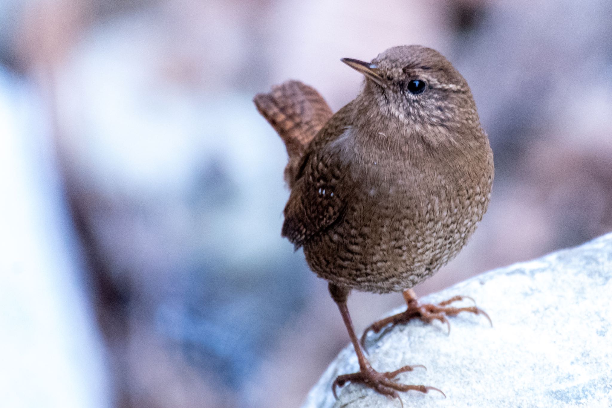 檜原都民の森 ミソサザイの写真 by Marco Birds