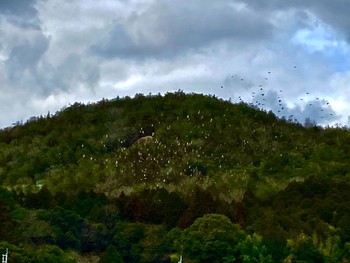 2021年3月5日(金) 夢前川の野鳥観察記録