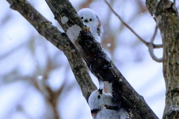 Long-tailed tit(japonicus) Asahiyama Memorial Park Wed, 3/3/2021