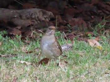 Sat, 3/6/2021 Birding report at 山崎川