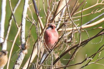 Siberian Long-tailed Rosefinch 滋賀県 Sat, 3/15/2014