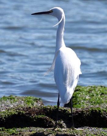 Little Egret 大井埠頭(大井ふ頭) Sat, 2/20/2021