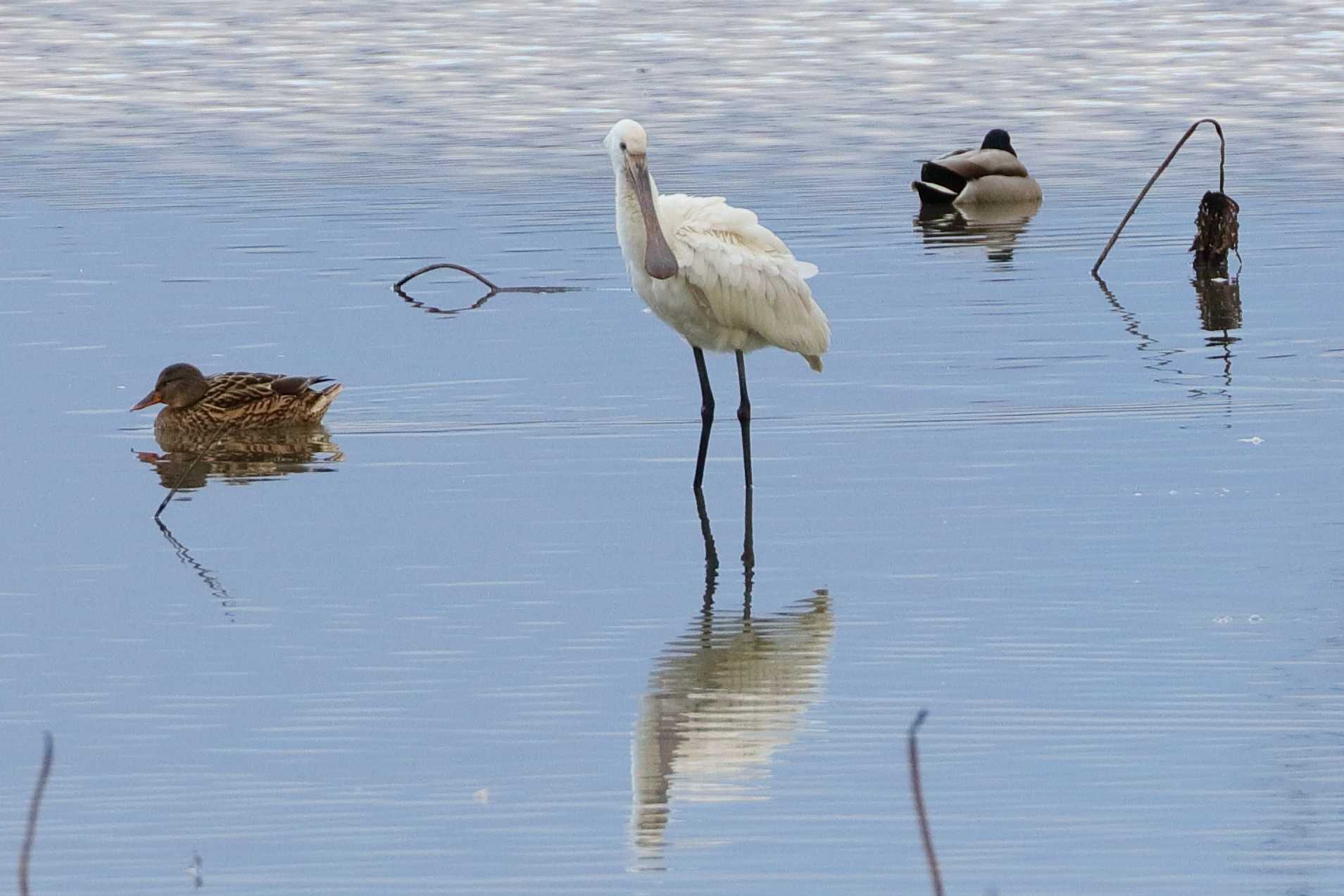 Photo of Eurasian Spoonbill at 滋賀県 by アカウント695