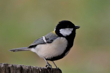 Japanese Tit Isanuma Sat, 3/6/2021