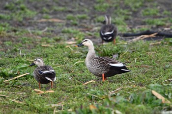 Eastern Spot-billed Duck Isanuma Sat, 3/6/2021