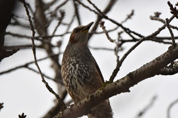 Sat, 3/6/2021 Birding report at Isanuma