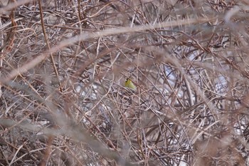 Eurasian Siskin 壮瞥町 Sat, 3/6/2021