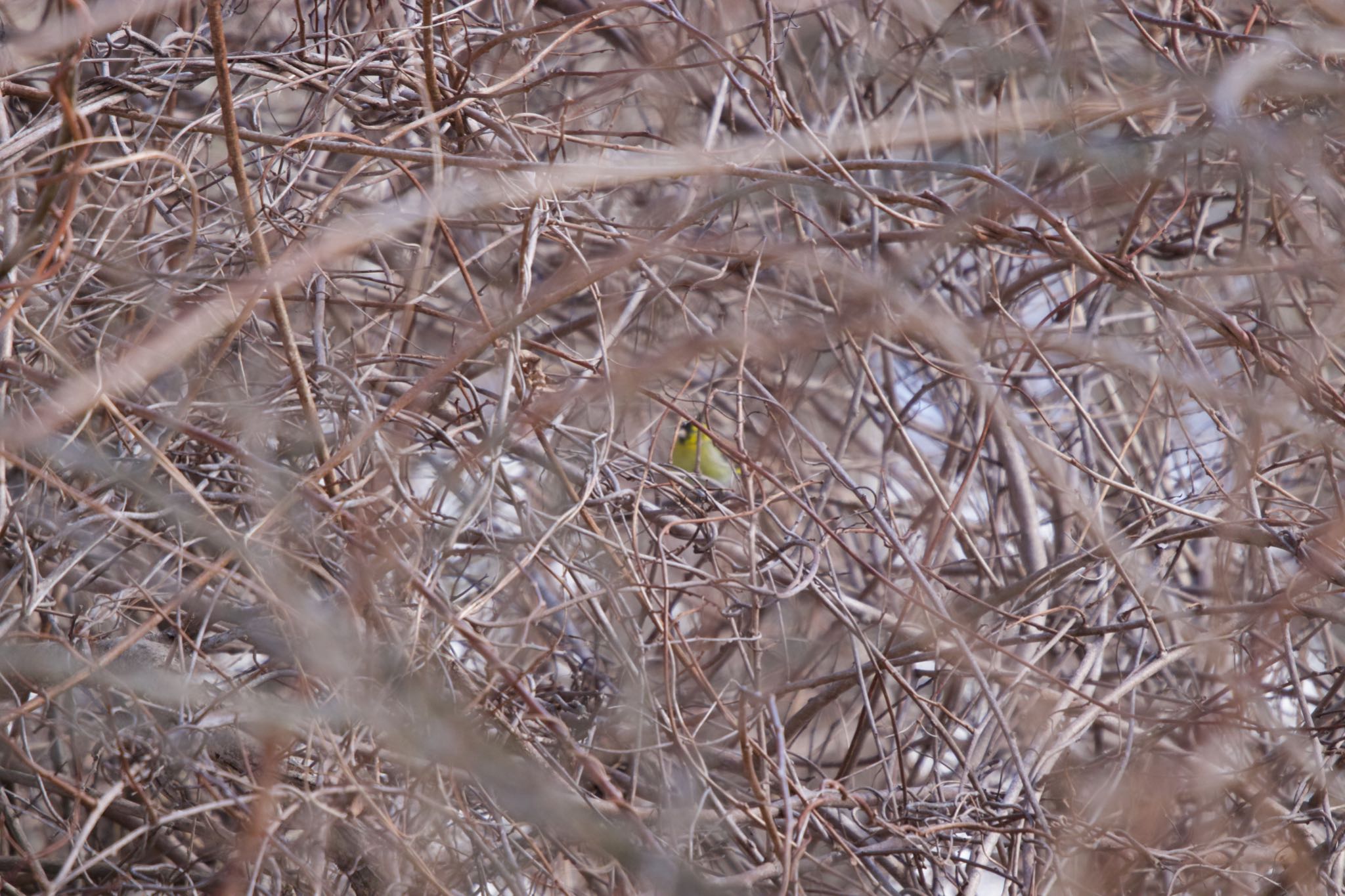 Eurasian Siskin